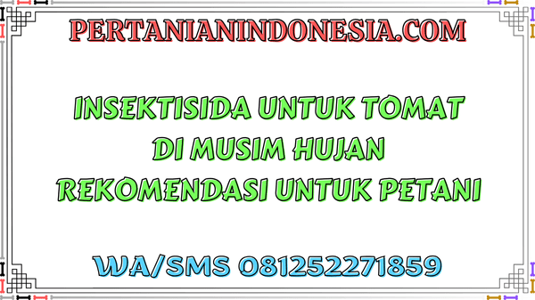 Insektisida Untuk Tomat Di Musim Hujan Rekomendasi Untuk Petani